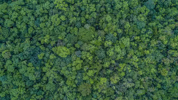 Photo of Aerial top view forest, Texture of forest view from above.