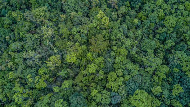 istock Aerial top view forest, Texture of forest view from above. 949536522