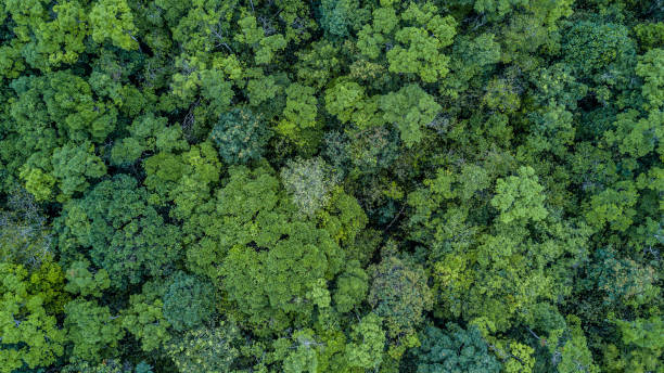istock Aerial top view forest, Texture of forest view from above. 949536584