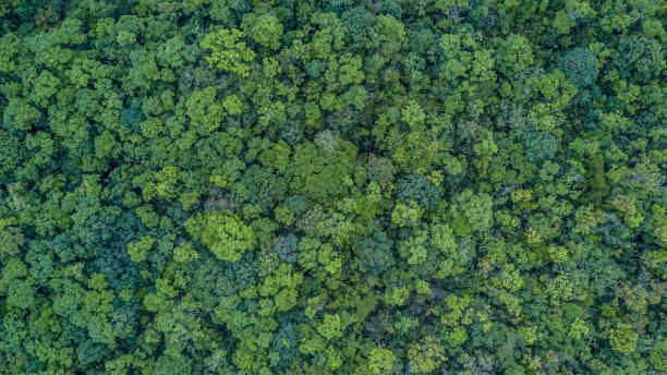 istock Aerial top view forest, Texture of forest view from above. 949536616