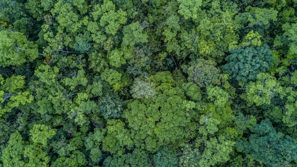 istock Aerial top view forest, Texture of forest view from above. 949536650
