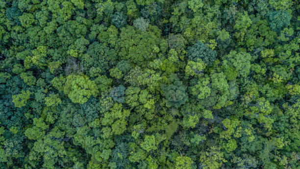 istock Aerial top view forest, Texture of forest view from above. 949536688
