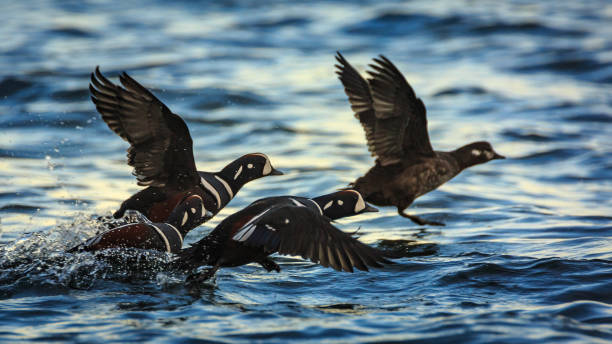 anatra arlecchina in volo a capo arago, oregon - harlequin duck duck harlequin water bird foto e immagini stock