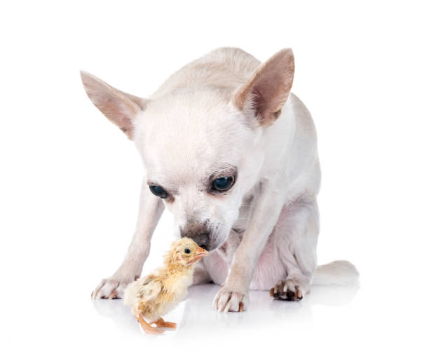 istock young chihuahua and chick 949538406