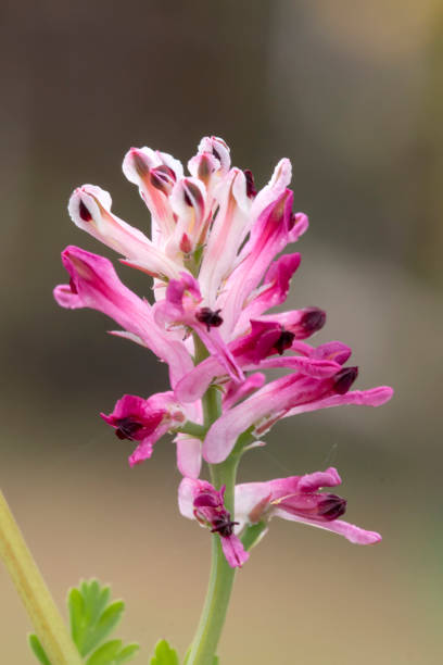 istock Fumaria capreolata flower 949538724