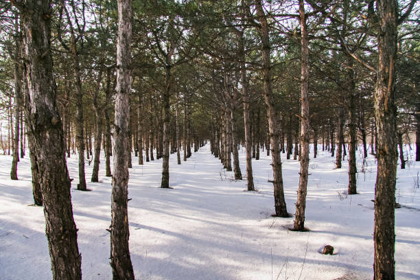 istock Winter snow-covered fir forest 949538754