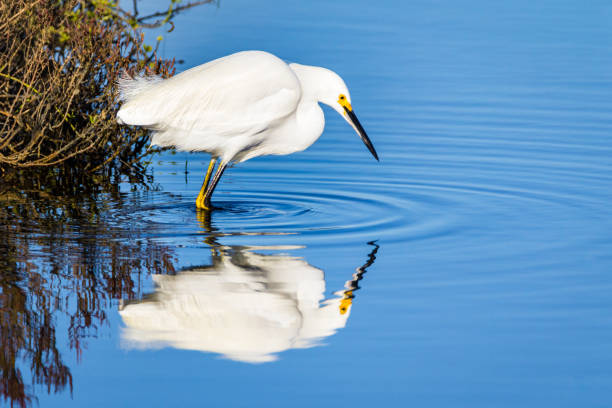 garceta blanca reflejo en agua azul - wading snowy egret egret bird fotografías e imágenes de stock