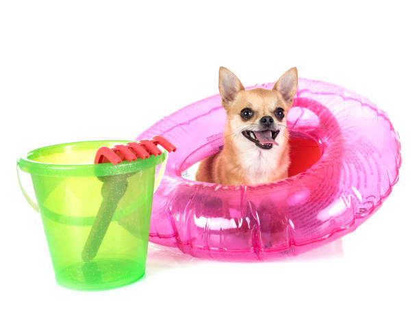 istock young chihuahua 949539294