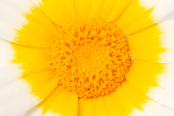 Close up small white and yellow daisy flower