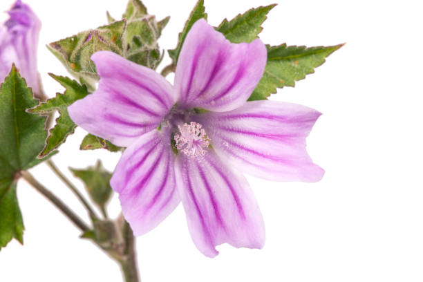 istock lavatera cretica flower 949546276
