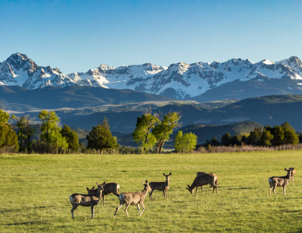 istock Black-Tailed Mule feeding in green fields in Ridgway, Colorado 949547542