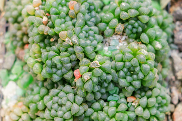istock succulent plant background texture, exotic plant close up 949548294