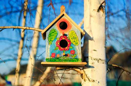 beautiful painted bird house birdhouse hanging on birch tree in spring garden