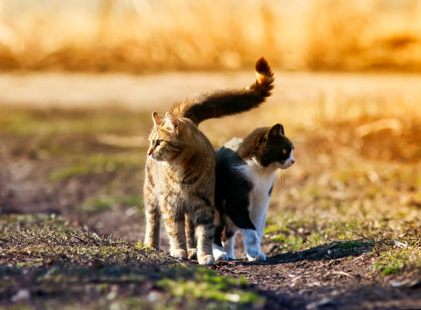 istock two cute cat standing in a meadow huddled together and looking in different directions 949549504