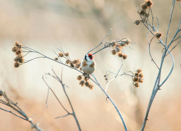 istock bird flapper sits on the Bush and eats burdock seeds in a Sunny evening 949549532