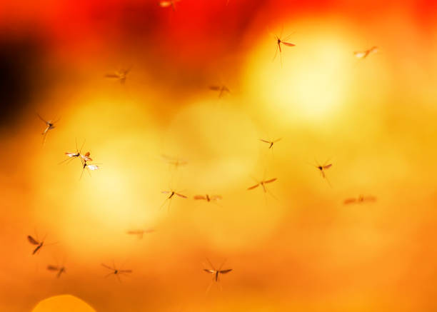 certaines moustiques d'insectes dangereux peu méchant vole contre le rouge vif du ciel coucher de soleil - moustique soir photos et images de collection