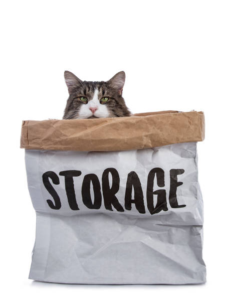 istock Black tabby with white Norwegian Forest cat sitting in paper stage bag looking with mesmerising green eyes over edge straight in camera 949552318