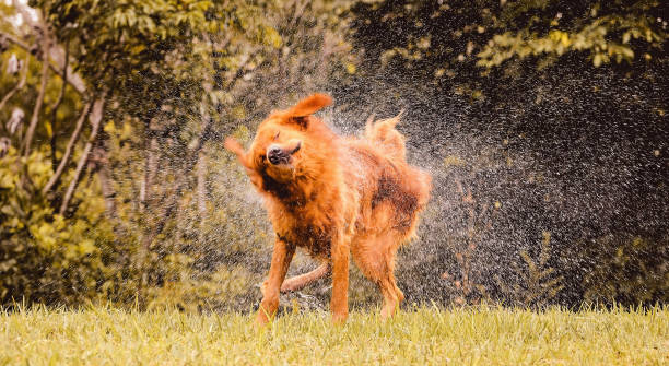 istock Wet dog shaking and splashing water drops all around. 949554024