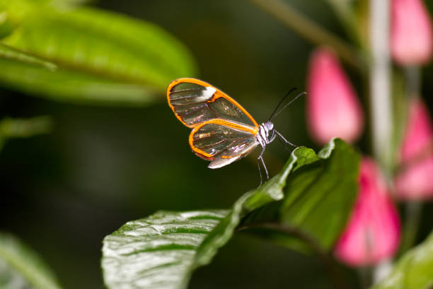 istock Costa Rica Clearwing Butterfly 949554078