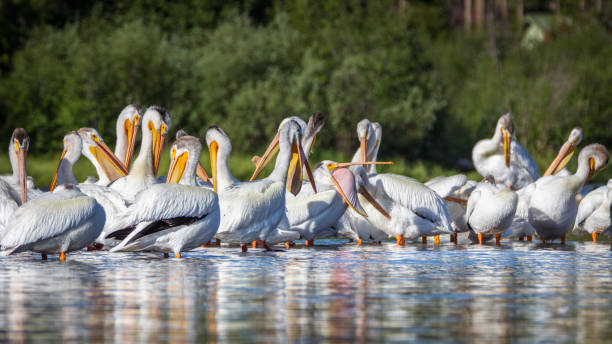 A large group of American White Pelicans grooming in reflected water American White Pelicans grooming at Shadow Mountain Lake in Grand Lake, Colorado white pelican animal behavior north america usa stock pictures, royalty-free photos & images