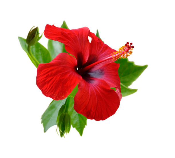 istock Red hibiscus flowers. Isolated. 949556758