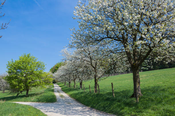 istock Cherry trees blooming on the hiking trail in spring 949560088