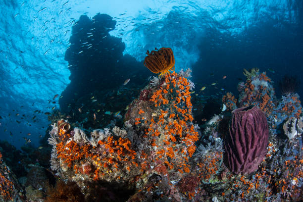 istock Colorful Invertebrates on Reef in Tropical Pacific 949560312