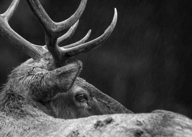 istock Black and white of a roosevelt elk 949560588