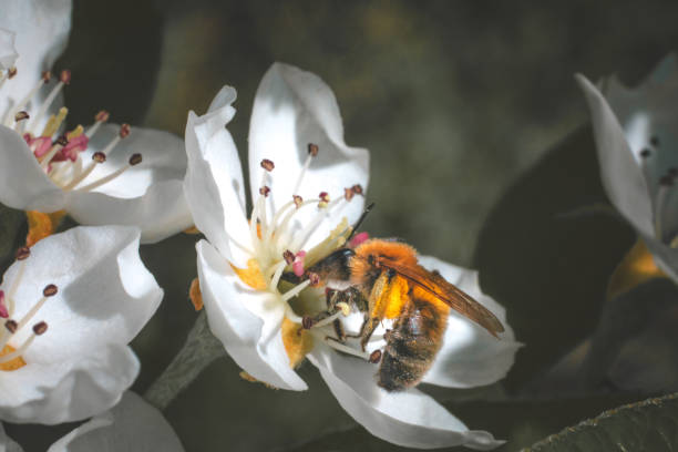 una abeja recolectando polen de flores de manzana - bee apple tree flower single flower fotografías e imágenes de stock