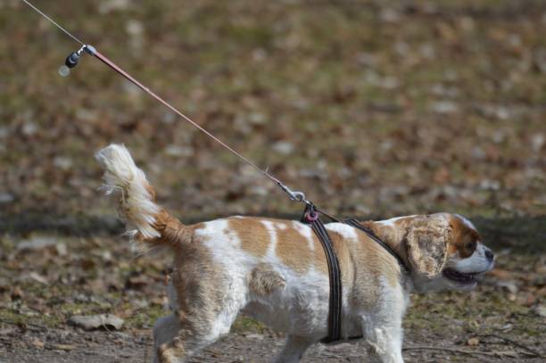 istock Dog in the park 949560910