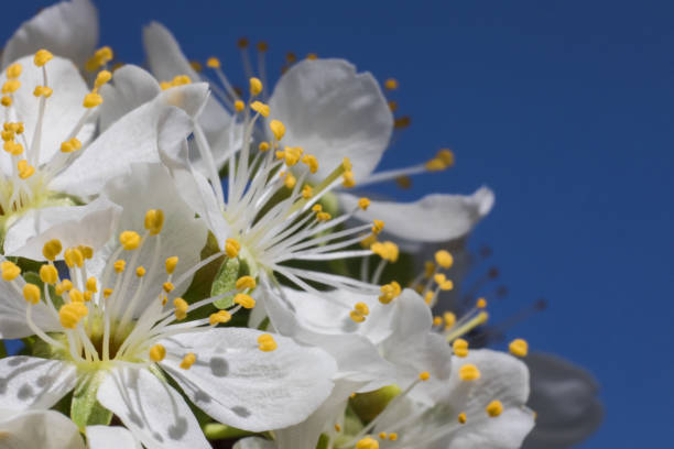 White flowers of the cherry blossoms