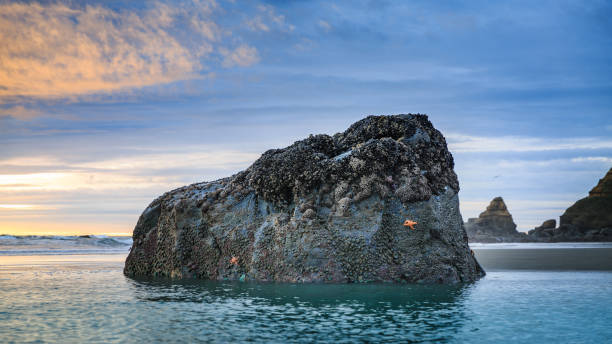 Sunset of a starfish at Cape Blanco State Park, Oregon