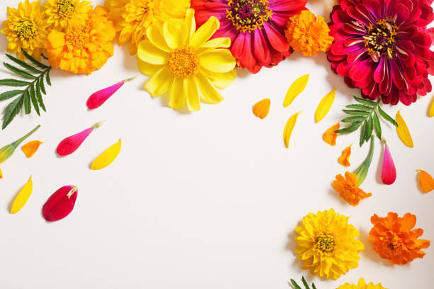istock red and yellow flowers on white background 949561204