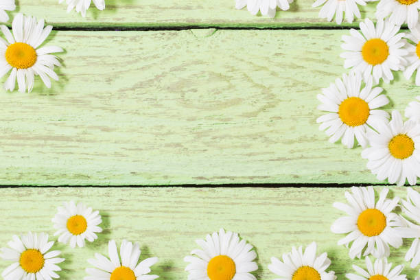 istock chamomile flower over blue wooden background 949561278