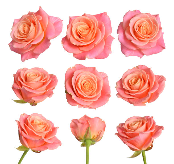 istock Set of Pink with orange roses. Isolated on white background 949561688