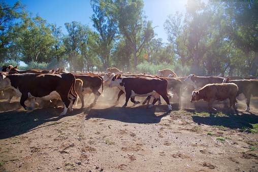 Cattle muster of a Herd of grass fed beef cattle in drought in rural NSW Australia