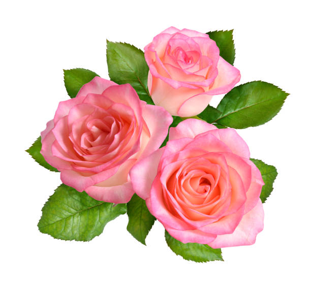 istock Composition of Pink rose flowers. Isolated on white background 949564310