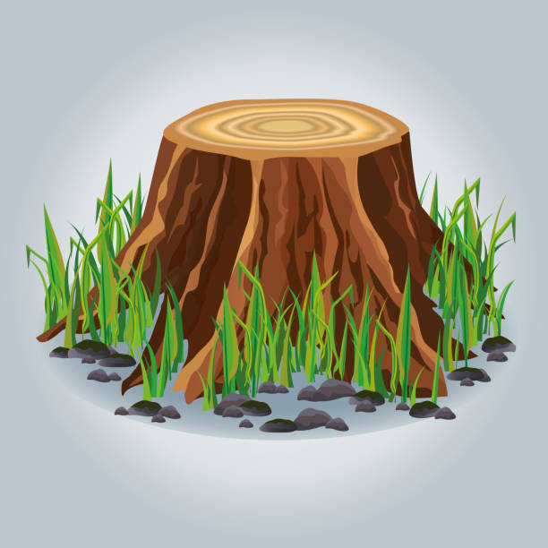 illustrations, cliparts, dessins animés et icônes de souche d’arbre avec de l’herbe verte isolé - bark elm tree oak tree wood