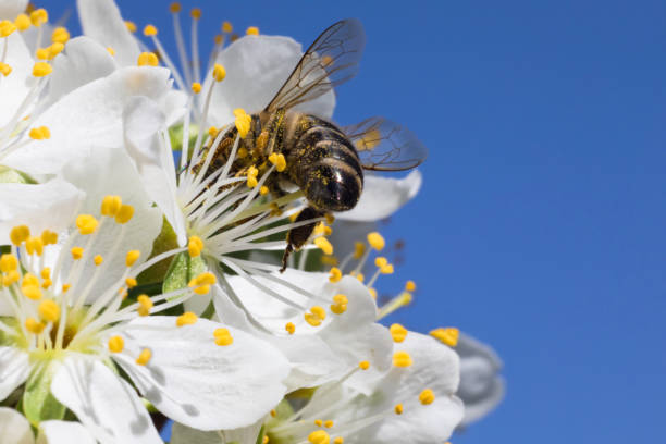 una abeja recolectando polen de flores de manzana - bee apple tree flower single flower fotografías e imágenes de stock