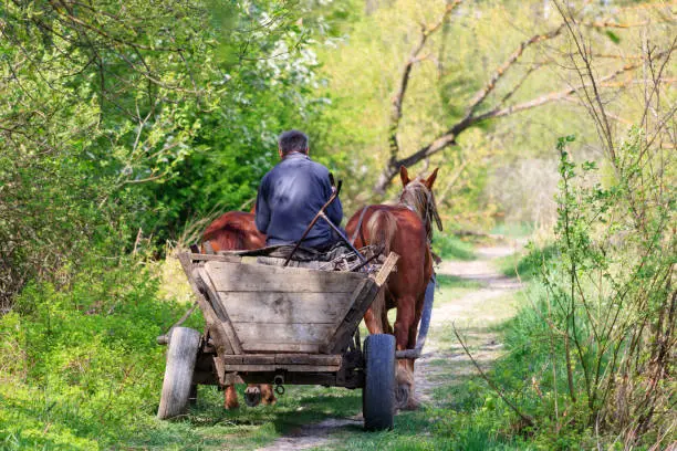 Photo of Elderly man rides on an old broken cart pulled by two horses on a forest road on a sunny day