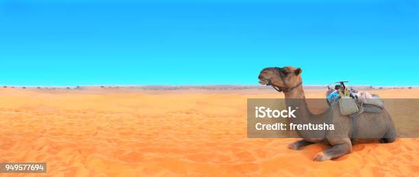 Banner Horizontal Con Camello En El Desierto Del Sahara Marruecos Foto de stock y más banco de imágenes de Calor