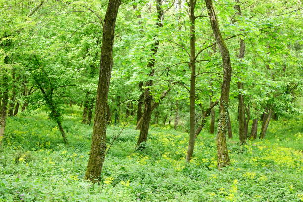 istock Lush grass and trees in a forest or woods in summer or spring. 949578216