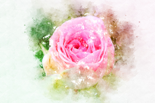 Abstract pink rose flower blooming on colorful watercolor painting background and Digital illustration brush to art.