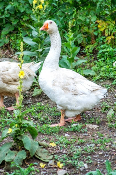 istock Domestic geese in the yard. 949582300