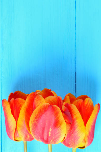 istock Red and orange tulips on a blue wooden background. 949585630