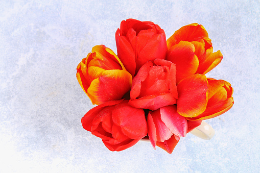 Red and orange tulips on a white concrete background