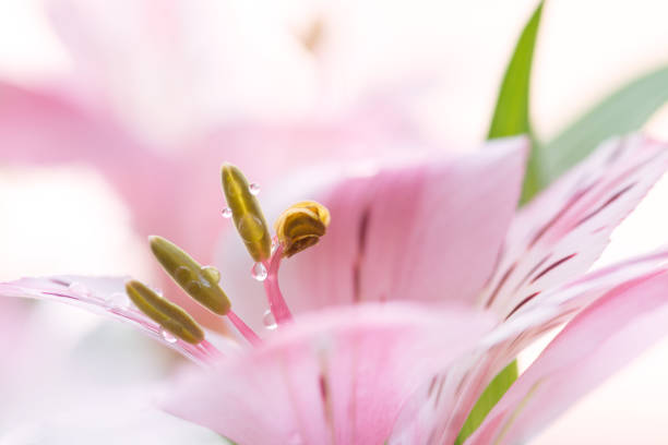 abstract flower background. flowers made with color filters