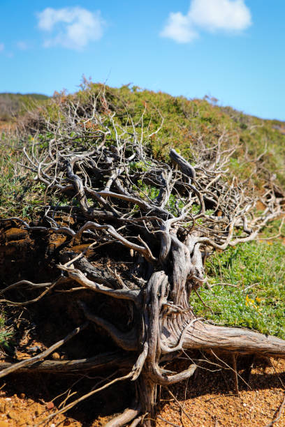 istock Small wild pine tree twisted, molded by wind. Natural bonsai 949586448