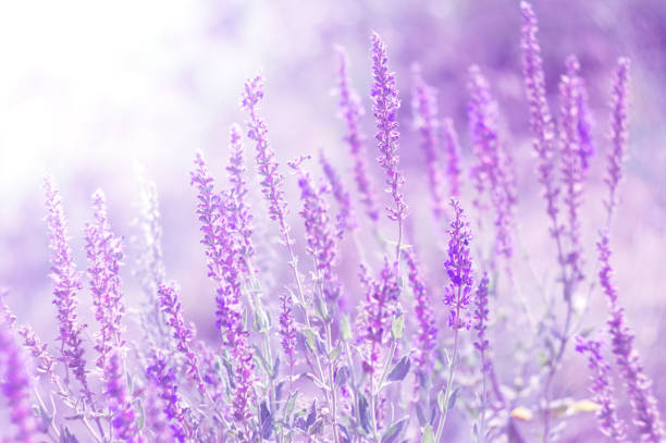 Selective focus of purple Angelonia flowers blooming on the garden with soft and blurred background.