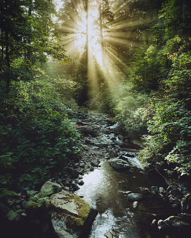 Sunlight passes through the trees as a stream flows through in the foreground